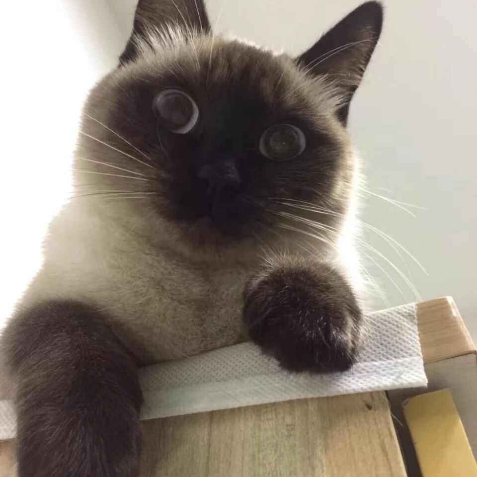 暹罗猫幼崽逻辑猫通缉猫巡逻纯种猫咪虎斑暹罗海豹双色泰国挖煤工