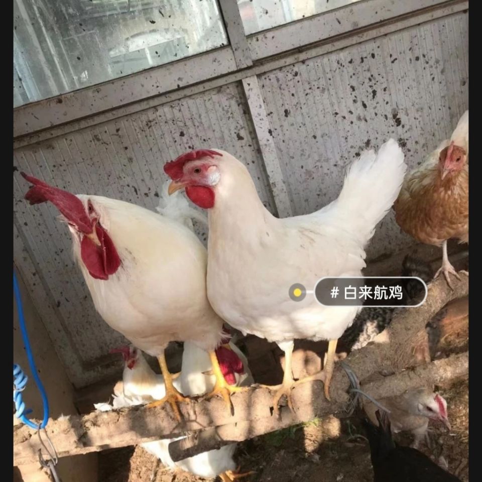 散养脱温半大白宇航鸡土鸡活体小鸡仔活的肉鸡白公鸡母鸡笨鸡【2月24