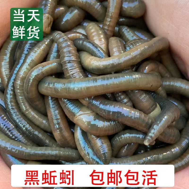 75743-包邮活饵特大黑蚯蚓青蚯蚓鲜活野生大蚯蚓臭蚯蚓活体地龙鱼饵蚯蚓-详情图