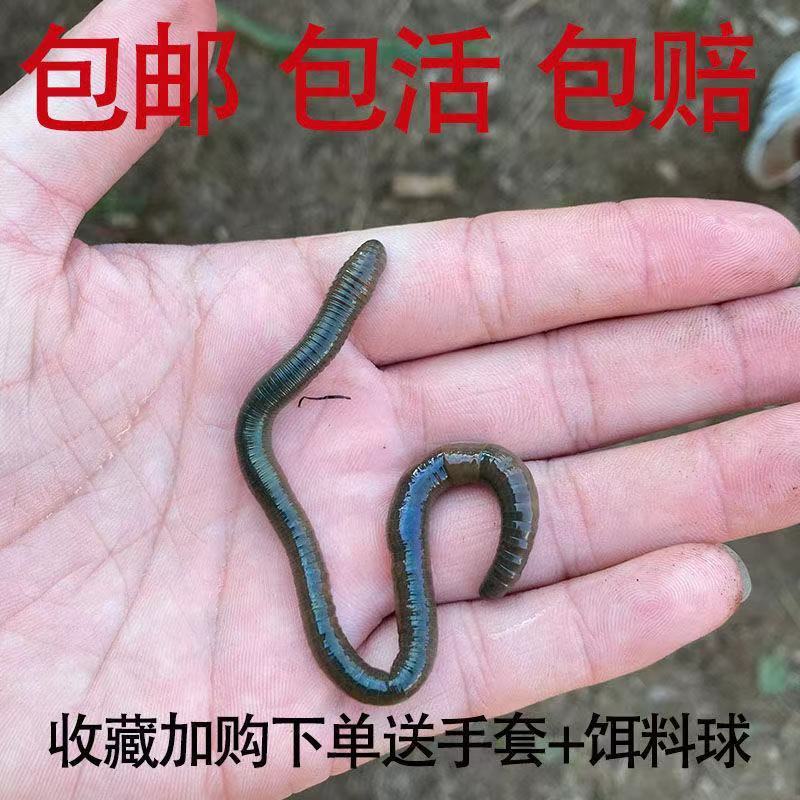 75743-包邮活饵特大黑蚯蚓青蚯蚓鲜活野生大蚯蚓臭蚯蚓活体地龙鱼饵蚯蚓-详情图