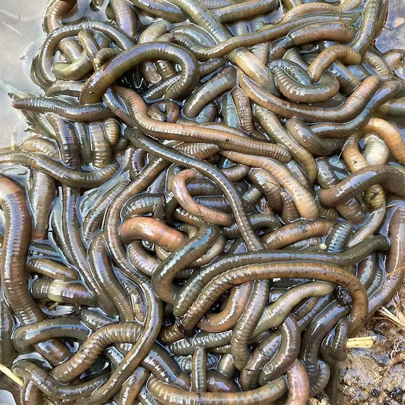 75743-包邮活饵特大黑蚯蚓青蚯蚓鲜活野生大蚯蚓臭蚯蚓活体地龙鱼饵蚯蚓-详情图