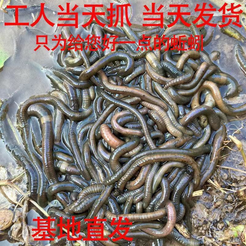 75743-包邮活饵特大黑蚯蚓青蚯蚓鲜活野生大蚯蚓臭蚯蚓活体地龙鱼饵蚯蚓-详情图