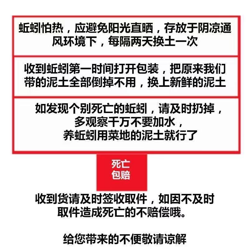 75743-包邮活饵特大黑蚯蚓青蚯蚓鲜活野生大蚯蚓臭蚯蚓活体地龙鱼饵蚯蚓-详情图