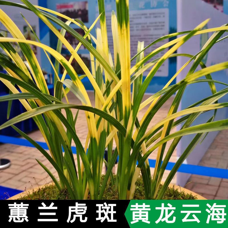 兰花特价惠兰黄龙云海蕙兰虎斑艺草蛇皮斑艺