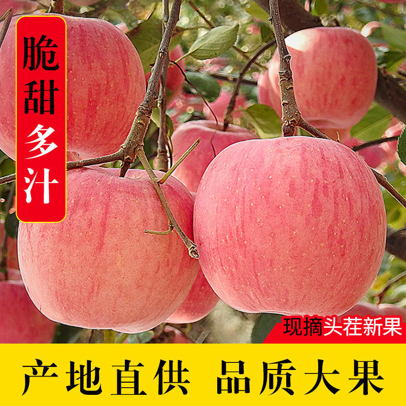 75848-现摘陕西红富士苹果正宗脆甜冰糖心苹果整箱批发当季新鲜水果批发-详情图