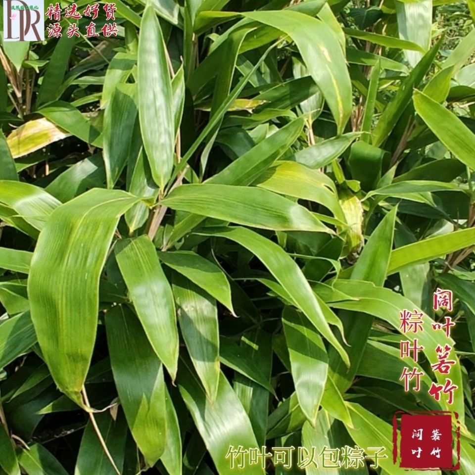 阔叶箬竹盆栽苗 庭院别墅小区绿化四季常青粽叶竹 竹类好养植物