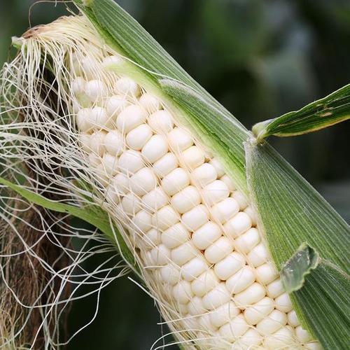 75794-云南白糯玉米现摘牛奶糯玉米甜黏玉米带皮香甜嫩玉米农家现摘新鲜【9月29日发完】-详情图