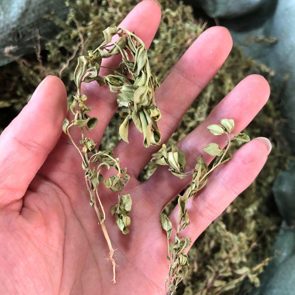 新货正品野生深山小金牛草瓜子莲细叶金不换 小花远志