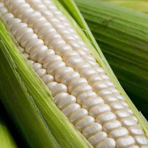 75794-云南白糯玉米现摘牛奶糯玉米甜黏玉米带皮香甜嫩玉米农家现摘新鲜【9月29日发完】-详情图