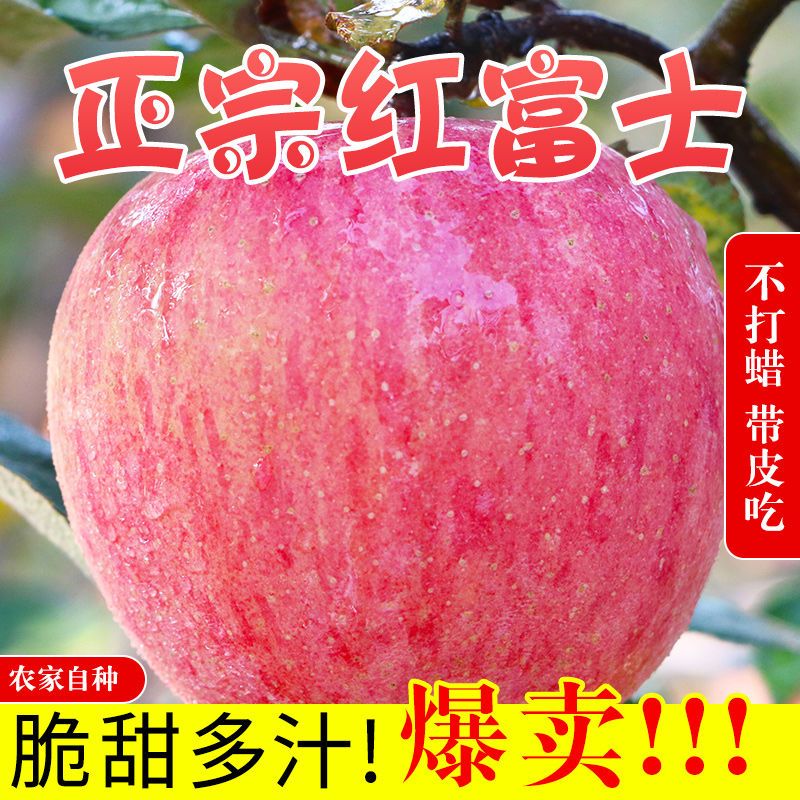 75848-现摘陕西红富士苹果正宗脆甜冰糖心苹果整箱批发当季新鲜水果批发-详情图
