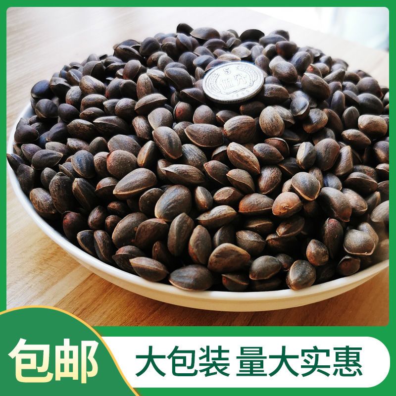 云南2021新鲜松子落水松野生松子火烧松产地直发孕妇可食批发零售