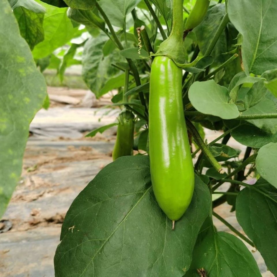 新鲜海门正宗青茄子绿皮崇明长茄子启东青茄绿茄子蔬菜现摘包邮