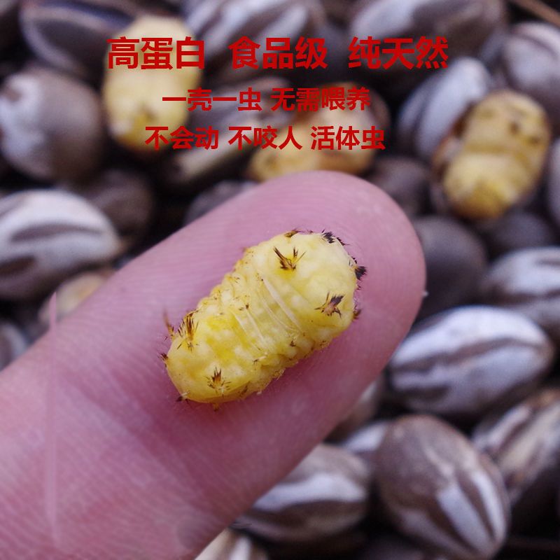 仓鼠零食坦克虫洋辣子野生粮食东北特产宠物增肥未孵化幼虫新货