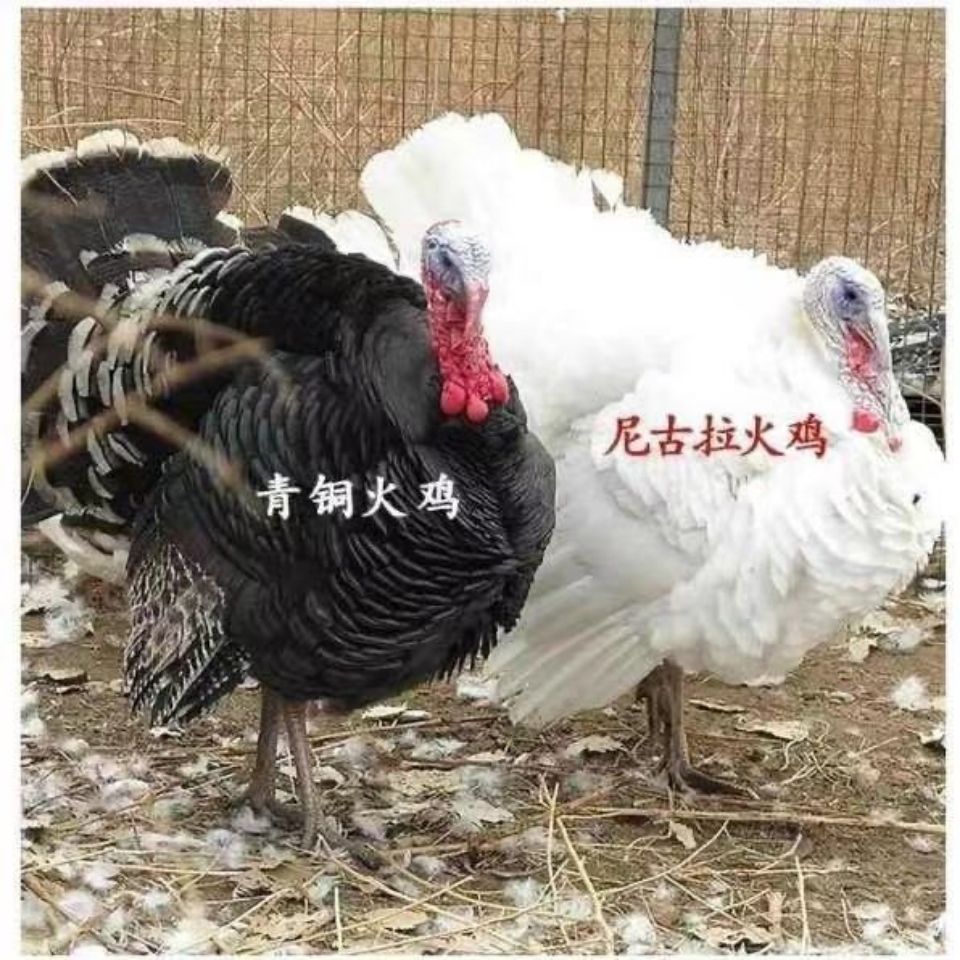 火鸡青铜火鸡半斤脱温苗活体贝蒂娜巨型尼古拉火鸡包活养殖观赏鸡【4