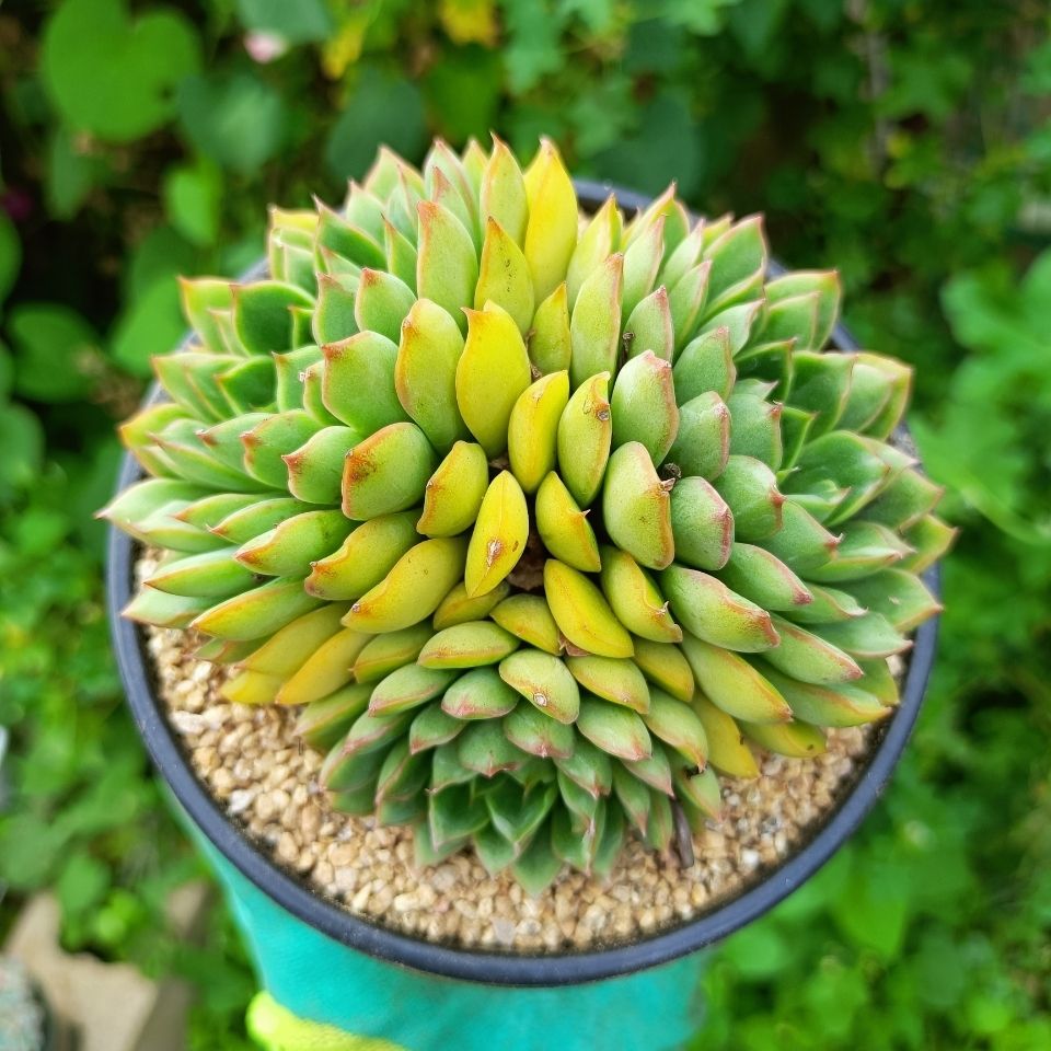 云南多肉植物  梦幻天使  实际拍摄 精品多肉