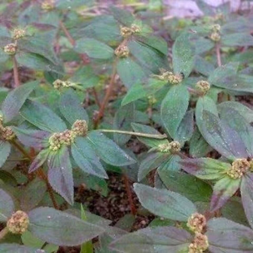 排毒止痒野生 大飞扬  节节花 白乳草 大乳汁草 新鲜包邮【2月15日发