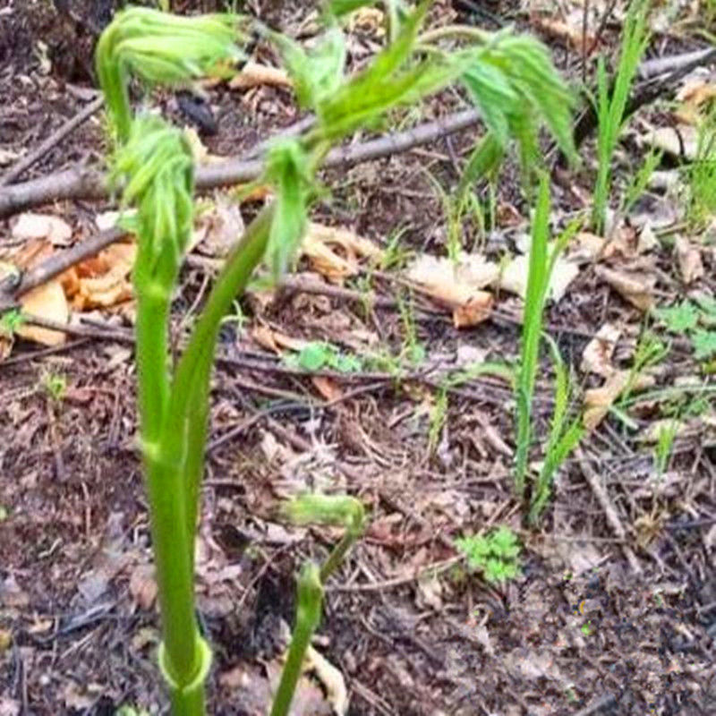 苦力芽种子东北山野菜苦隆芽苦老芽苗中草药植物庭院盆栽四季易活