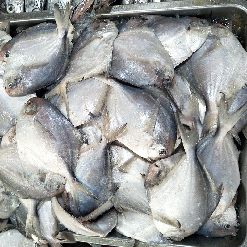 鲜冻银鲳鱼东海海捕鲳鱼速冻发货水产海产白鲳鱼扁鱼烧烤食材平鱼【3