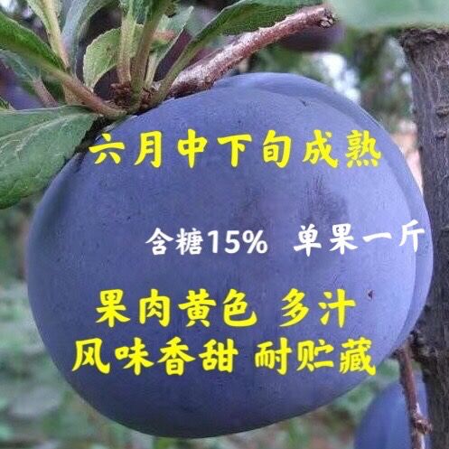 美国大黑李黑布林李子苗黑布朗李树苗 六月成熟多汁香甜 单果一斤