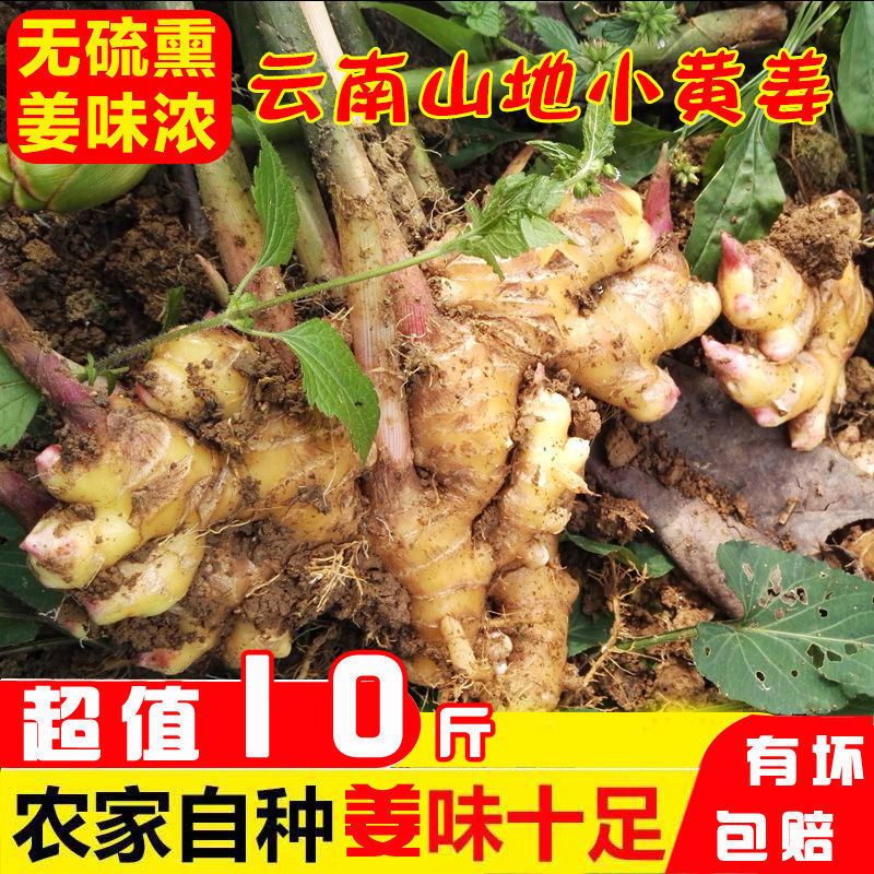 75850-2021年新鲜云南小黄姜生姜老姜新姜月子姜现挖生态山地姜整箱批发-详情图