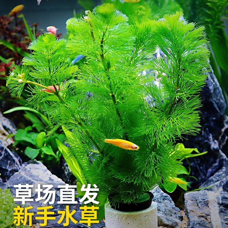 鱼缸懒人水草植物活体淡水有茎草缸造景水族箱中后景水草套餐包邮 虎窝拼