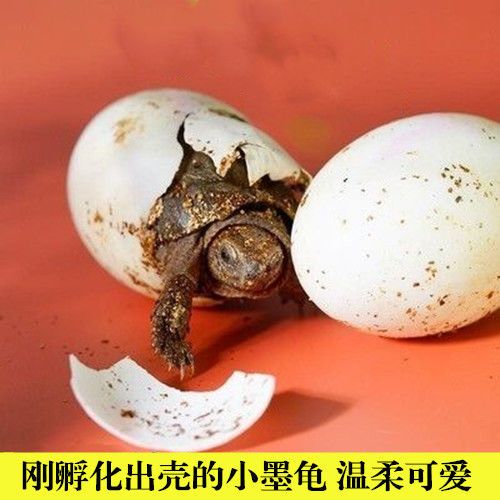 孵化出壳的乌龟蛋黑腹小墨龟纯黑全墨苗情侣一对顶墨草龟活体宠物
