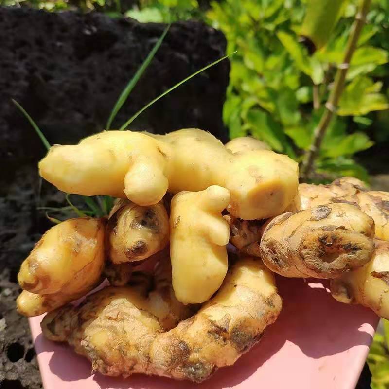 75850-2021年新鲜云南小黄姜生姜老姜新姜月子姜现挖生态山地姜整箱批发-详情图