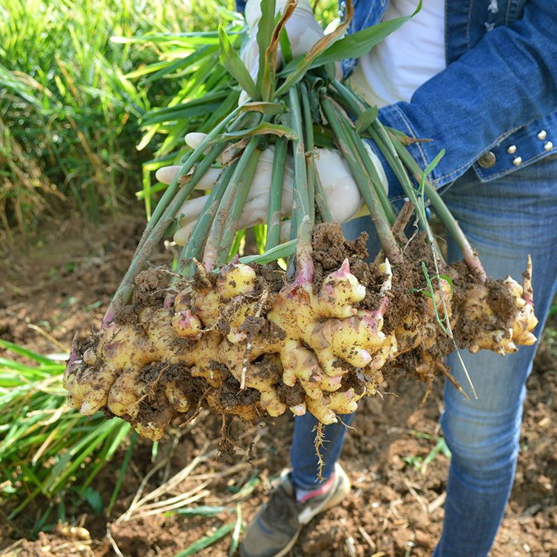 75850-2021年新鲜云南小黄姜生姜老姜新姜月子姜现挖生态山地姜整箱批发-详情图