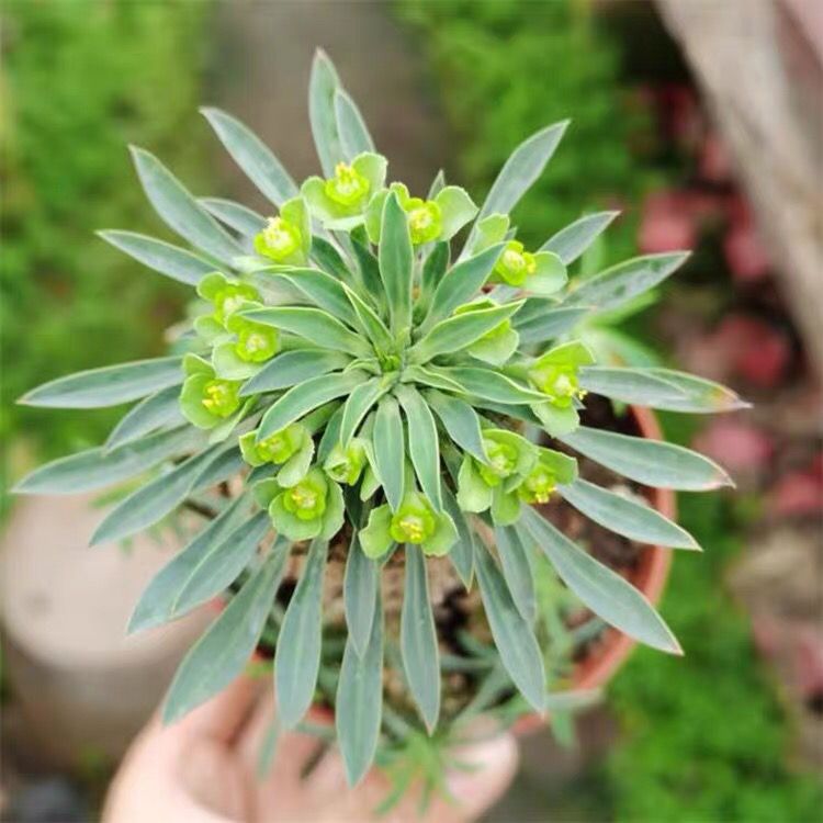 大戟科科技前沿：革新与挑战并存的行业动态