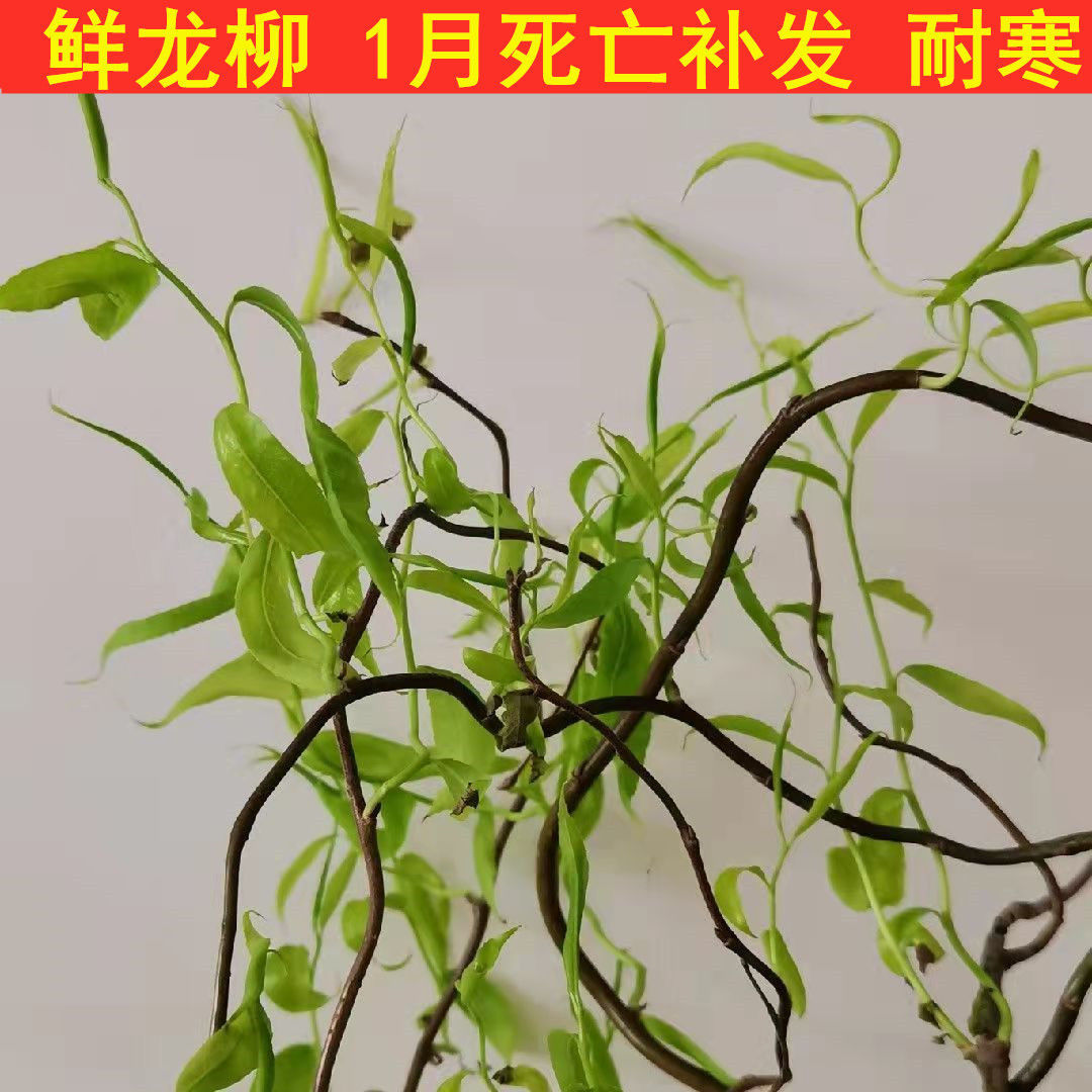 鲜枝龙柳插花活龙柳水培鲜切植物  造型景观婚庆diy落地树枝