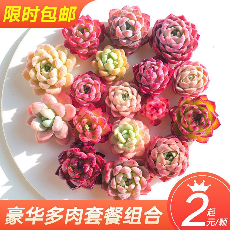 多肉植物批发贵货精品含盆含土绿植小盆栽室内好养植物办公室阳台 虎窝拼