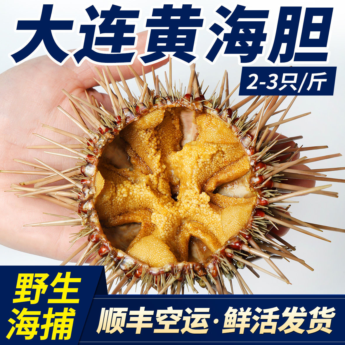 大连黄海胆紫海胆马粪海胆鲜活海鲜刺锅即食刺身新鲜水产生鲜3头