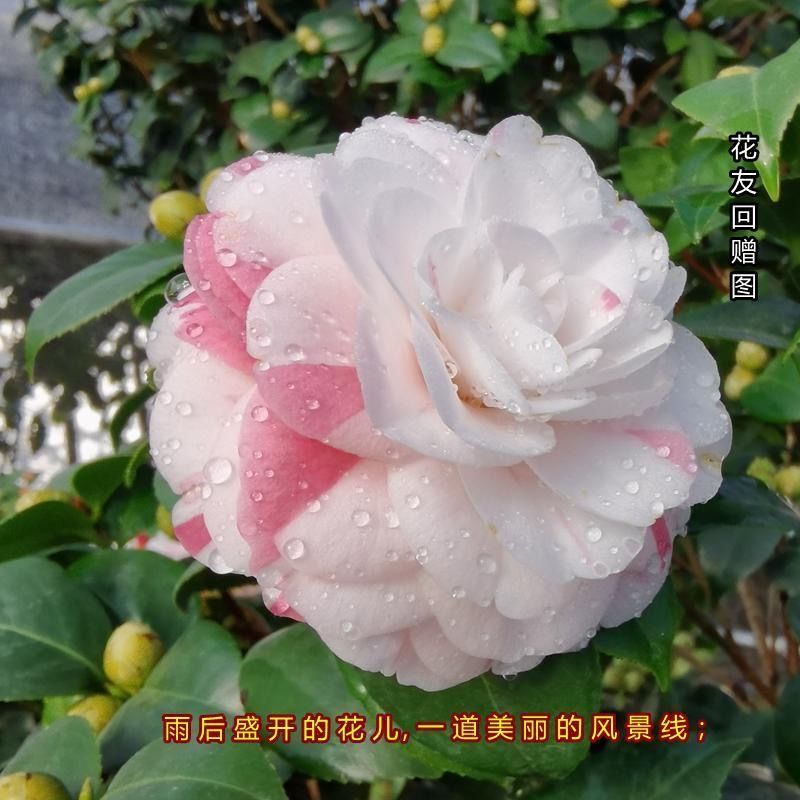 十八学士茶花盆栽树苗白底粉红多色带花苞四季绿植阳台庭院花卉