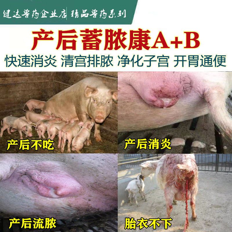 母猪子宫炎化脓流脓专用药 产后蓄脓康a b母牛母羊消炎催奶乳房炎