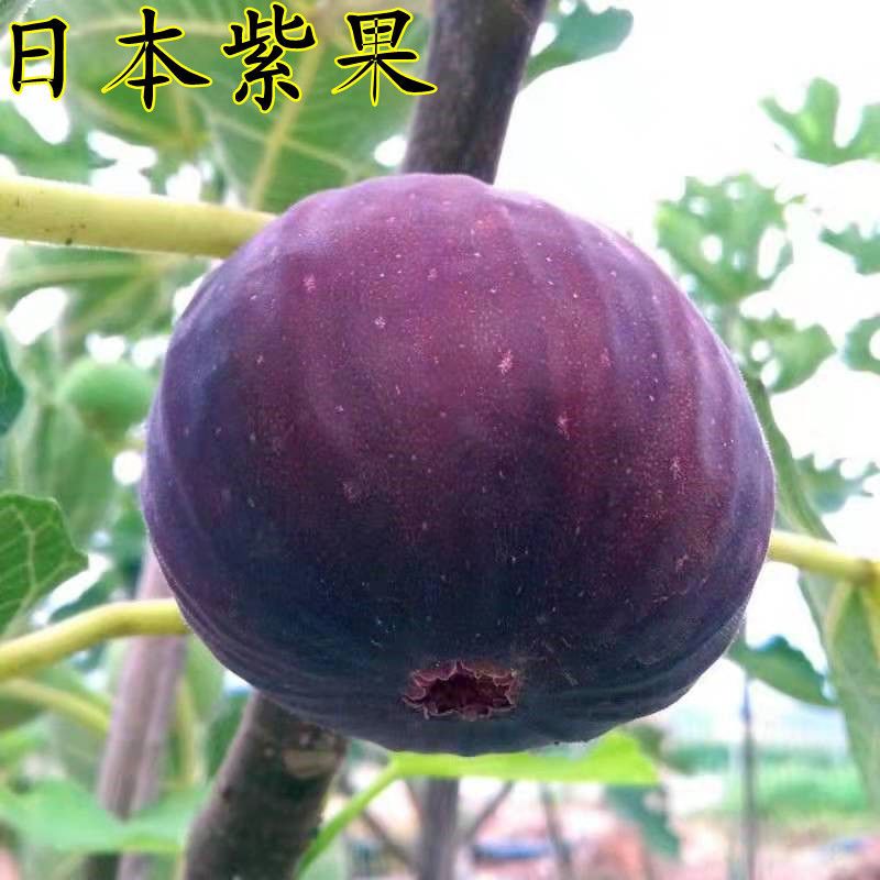 新品种日本紫果无花果树苗 果苗 南方北方种植特大当年结果抗寒