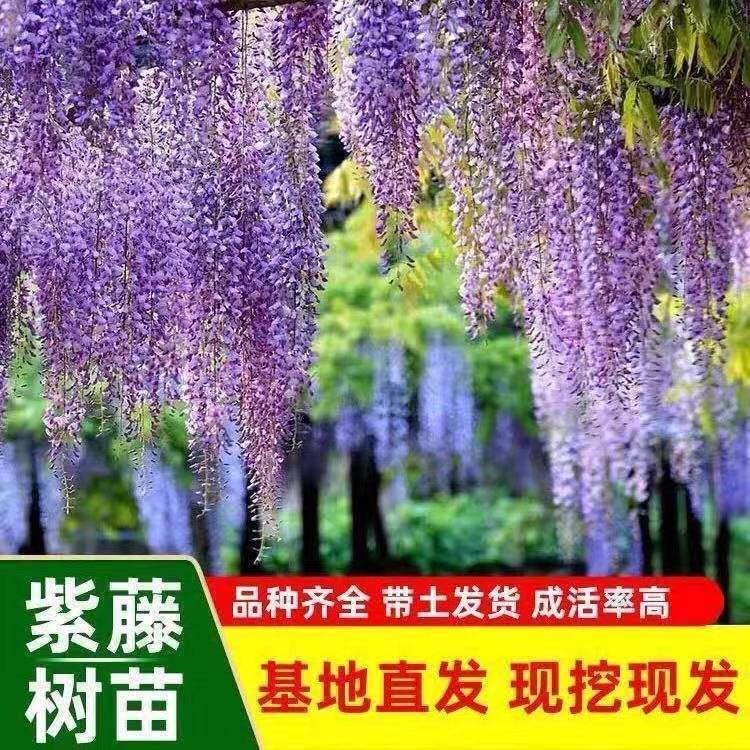 日本长穗紫藤花苗爬藤植物藤蔓紫藤花树苗盆栽老桩四季庭院植物