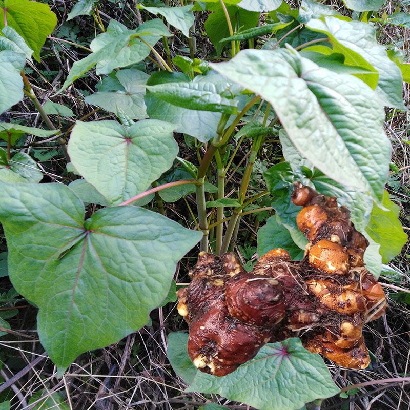 贵州金荞麦赤地利野兰荞根苦荞头野荞子荞麦三七野荞麦根500g包见【2