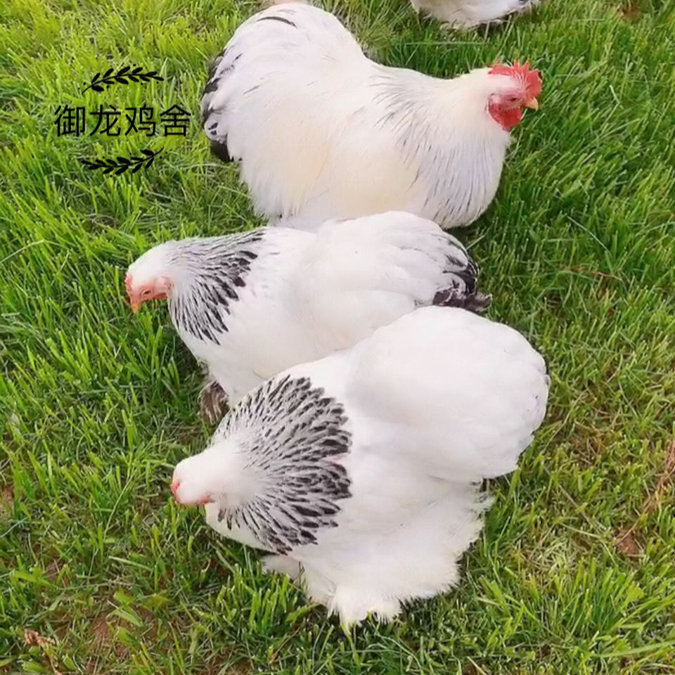 小型观赏鸡宠物哥伦比亚科钦球鸡欧洲进口有青年种蛋出售包活到家