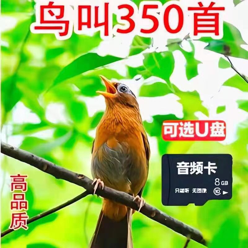 鸟叫声大全捉/鸟350首tf内存卡捕/鸟音乐鸟叫声八哥山鸡卡u盘可选【2
