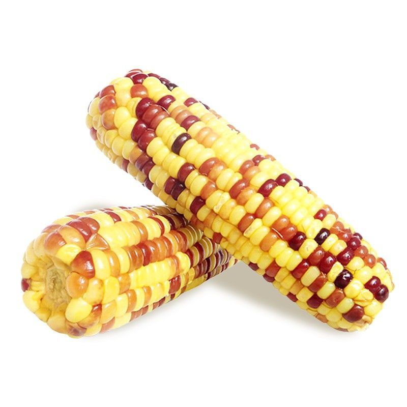 88833-新鲜东北花糯玉米现摘软糯即食甜糯苞米真空包装-详情图