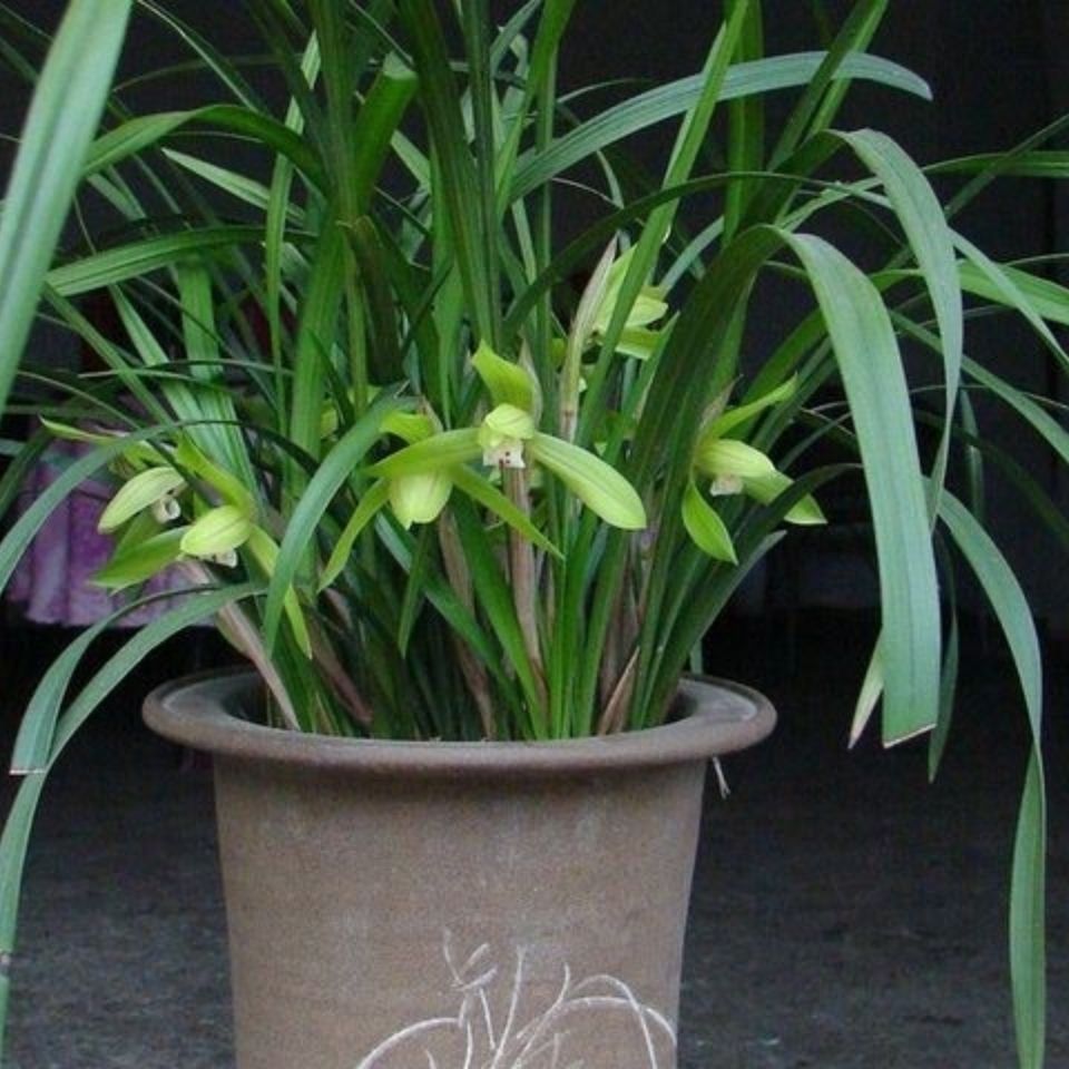带花苞兰花春兰蕙兰浓香九头兰草室内四季花卉阳台艺草虎斑中透【2月4