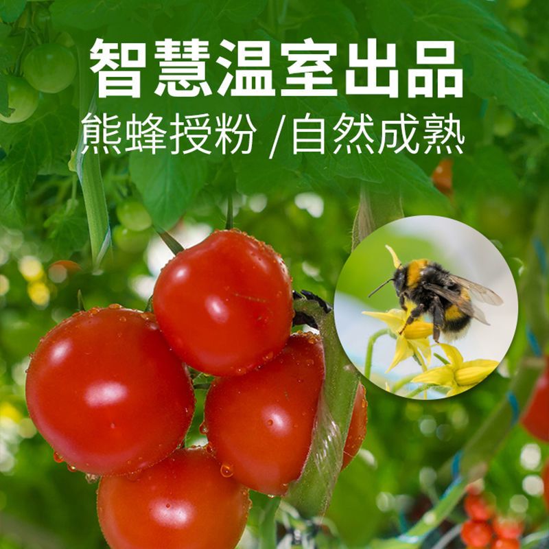 【绿行者】桃太郎番茄畅享5斤沙瓤大粉西红柿新鲜蔬菜洋柿子生吃