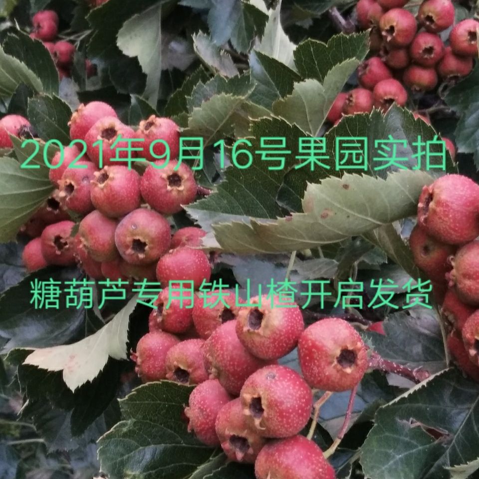 新鲜山楂大金星糖葫芦专用铁山楂大小混装每斤50-70果之间500克装【2
