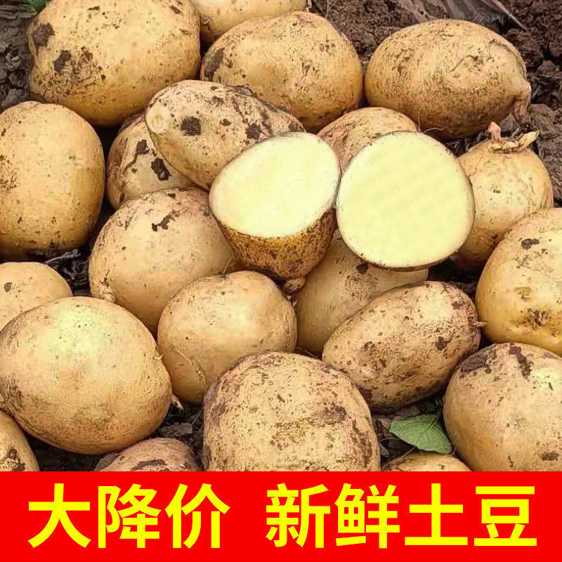 【便宜大降价】吃到新鲜土豆现挖现发源头产地