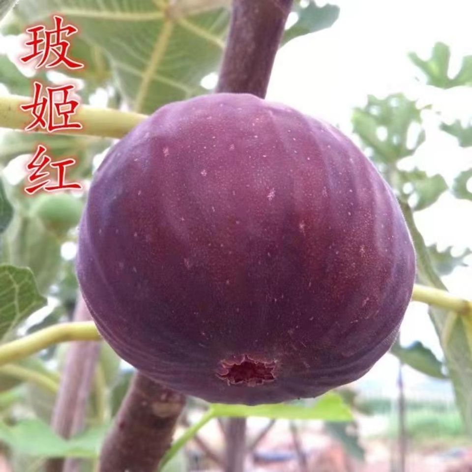 玻姬红无花果树苗日本紫果无花果树苗青皮无花果树苗南方北方种植