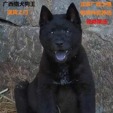 黑色土猎犬唐犬广西土狗土猎赶山狗看家狗活体宠物狗黑舌狗全黑狗【2