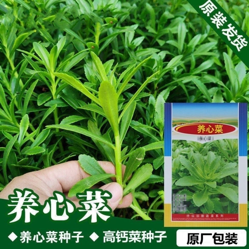 高钙救心菜养心菜种子可食用野菜四季播阳台盆栽特色保健蔬菜种籽