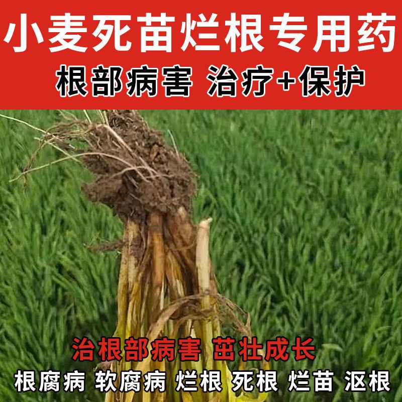 小麦死苗烂根专用专治特效药根腐软腐立枯病土壤病害农药杀菌剂