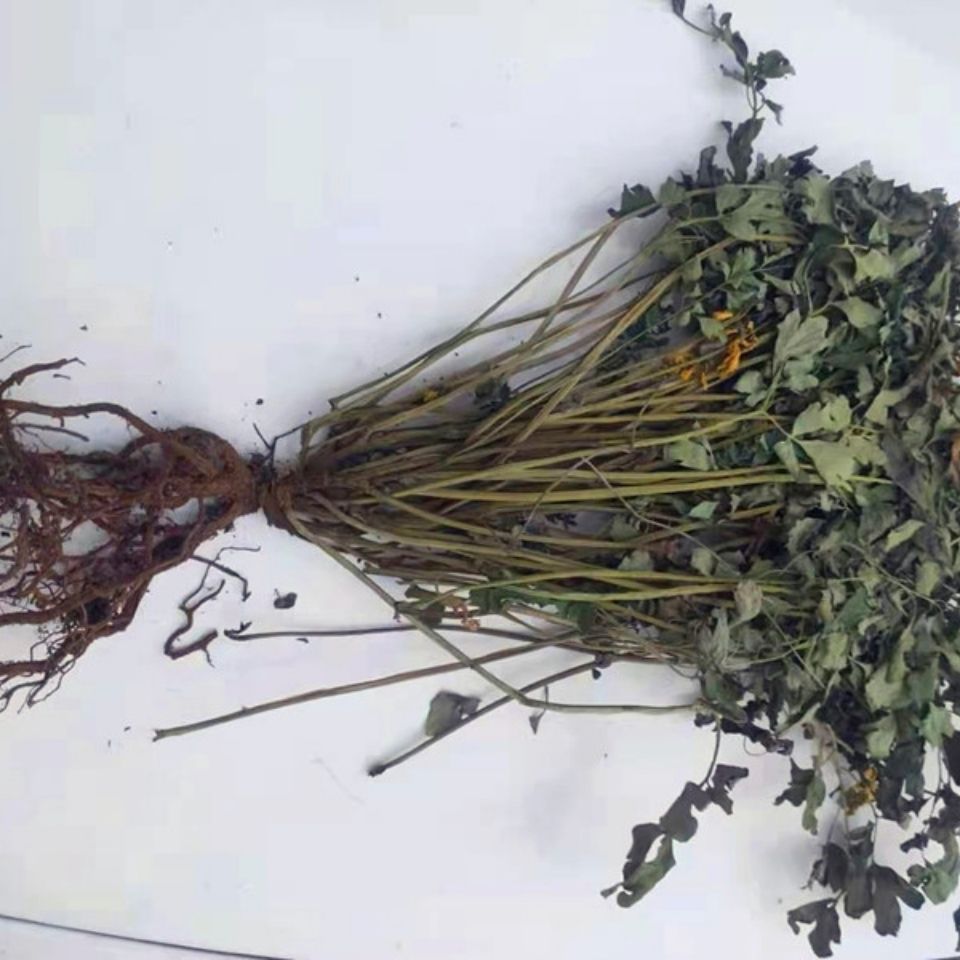 贵州草药野生岩黄莲500g克 中药材岩黄连崖黄连岩胡岩连菊花黄连【2月