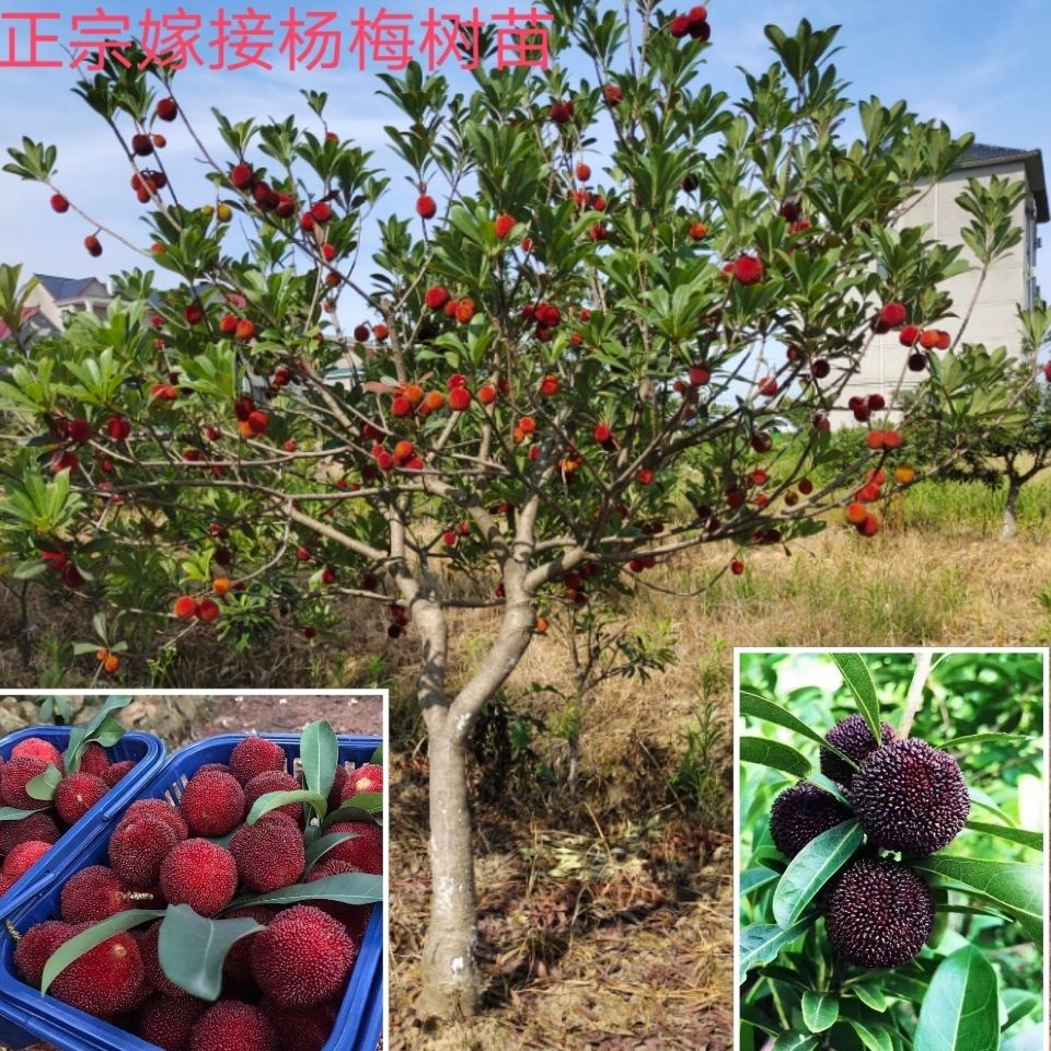 大杨梅果树苗正宗嫁接东魁黑炭品种实拍照片带枝叶带大土球发货【2月